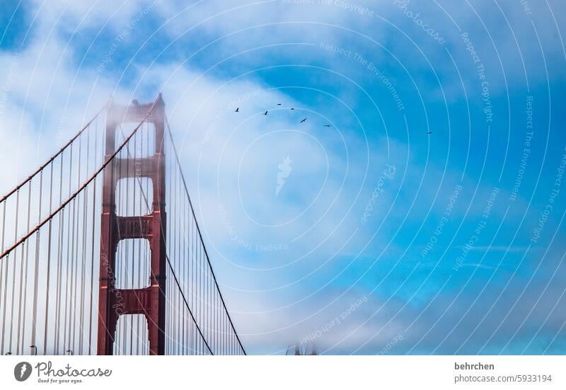 wolkenkratzer Kalifornien Attraktion Architektur Wahrzeichen Brücke Sehenswürdigkeit Golden Gate Bridge Nebel außergewöhnlich fantastisch USA San Francisco