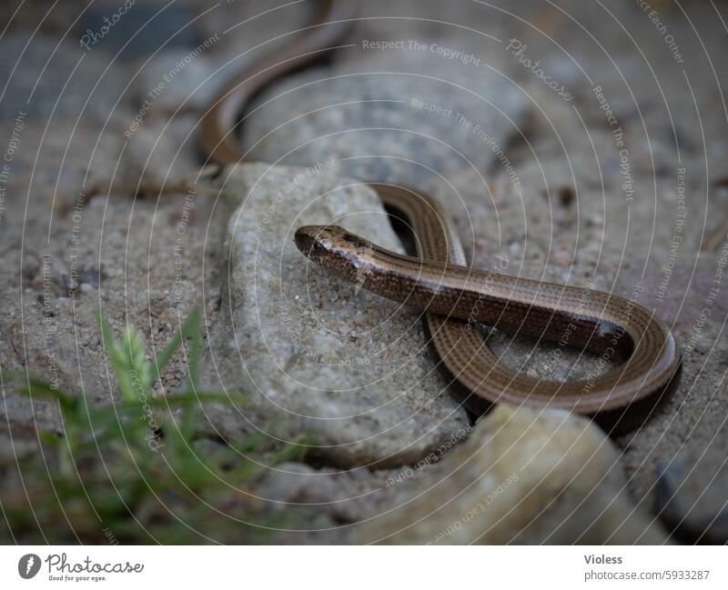 Blindschleiche Echsenart Reptilien Glänzen Schlange