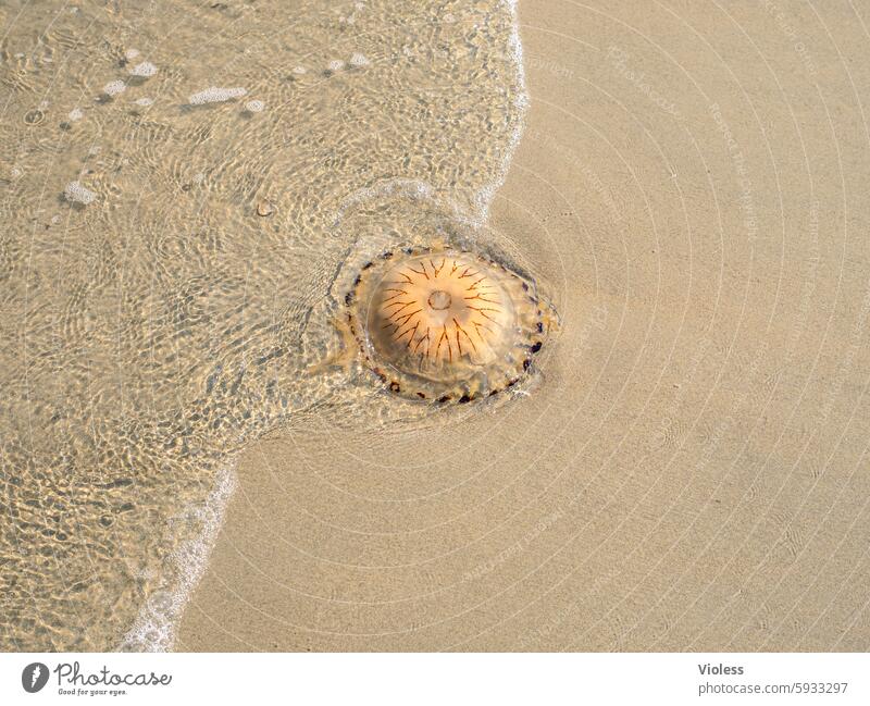 Kompassqualle - gestrandet Qualle Strand Nordsee Sommer