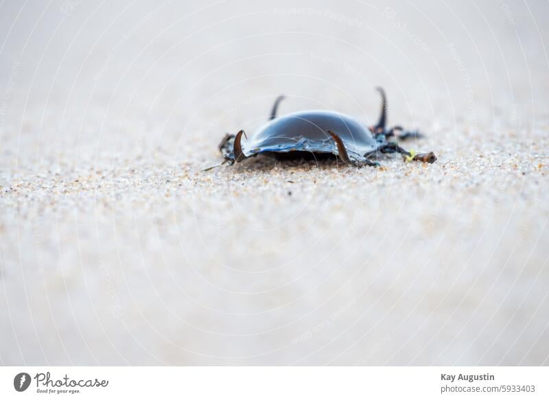 Rochen Eikapsel Strand schwarze kissenförmige Eikapsel Zellwand Basalkörper Natur Isel Sylt Nordsee Nordseeküste Nordeuropa Strandleben Farbfoto Insel