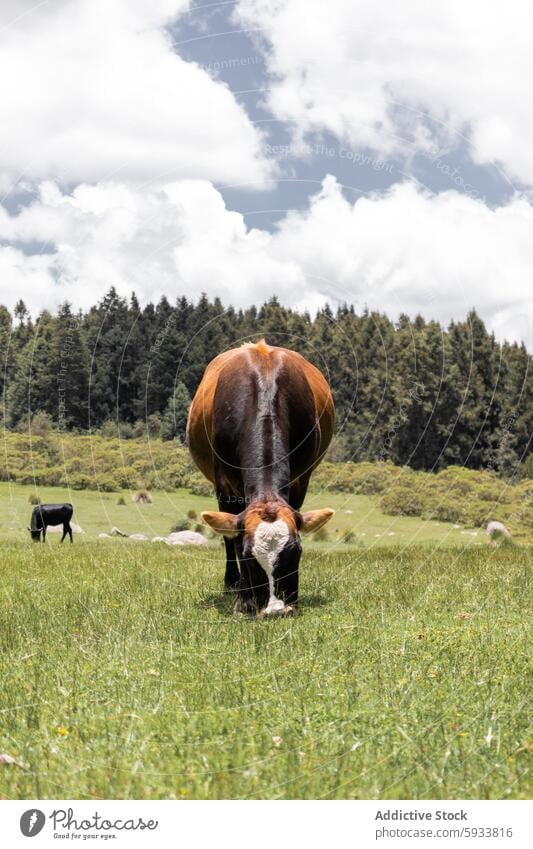 Eine Kuh weidet auf einer grünen Wiese mit anderen Kühen und Bäumen Weide Weidenutzung grüne Wiese Viehbestand Ackerbau Natur ländlich bewölkter Himmel