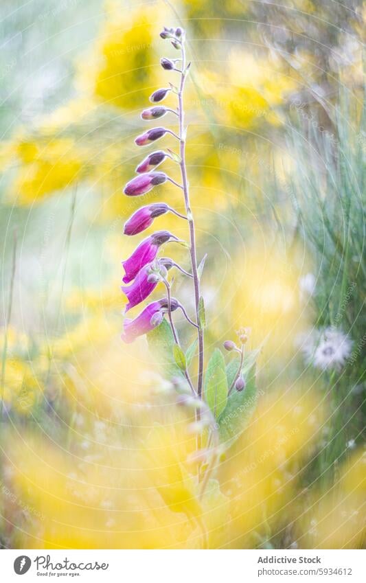 Verträumte Aufnahme von Digitalis purpurea in einem leuchtend gelben Feld Fingerhut Makro Fotografie Blume Pflanze Natur Blütezeit Garten Blütenblatt Frühling