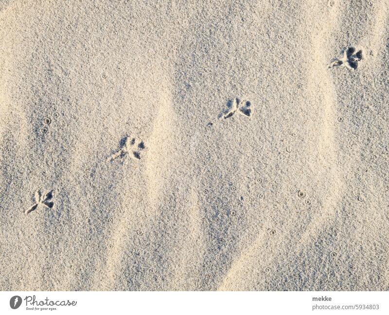 butterweich | Nur nicht Einsinken Sand Dühne Strand Sommer Ferien & Urlaub & Reisen Küste Stranddüne Düne Dünen Wüste wüstenlandschaft Sandverwehung Natur