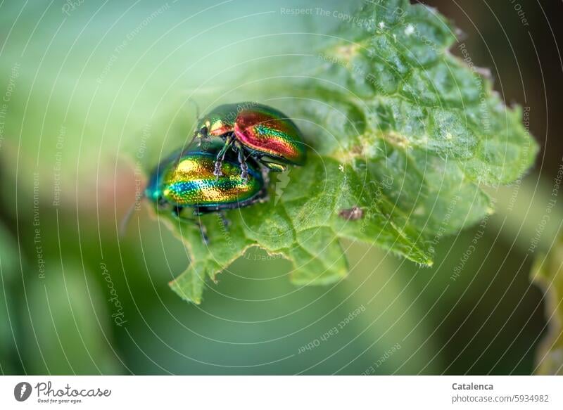 Bunt schillernde Käfer Natur Flora Fauna Tier Insekt Ovaläugige Blattkäfer Coleoptera Chrysomelidae klein bunt gefräßig krabbeln Nahaufnahme Pflanze Umwelt