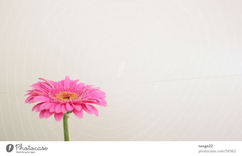 magenta flower Blume Gerbera rosa Blüte Stengel Vor hellem Hintergrund weiße wand grüner stengel grüner stiel