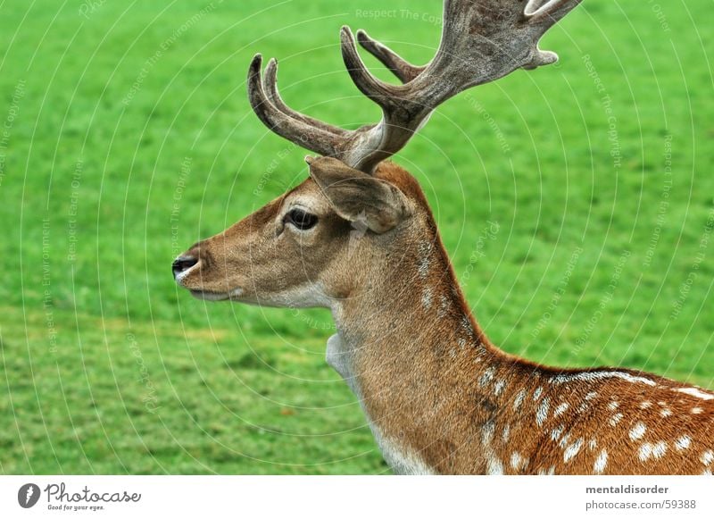 fleckenzwerg Reh Tier braun Fell weiß zart klein Horn Freizeit & Hobby füttern Gras grün Bock Herbst Blatt majestätisch Elch Natur Park Fleck sanft Ernährung