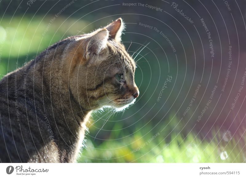 im Visier Sonnenlicht Schönes Wetter Wärme Gras Garten Tier Haustier Katze 1 beobachten genießen leuchten träumen warten kuschlig Neugier schön wild weich