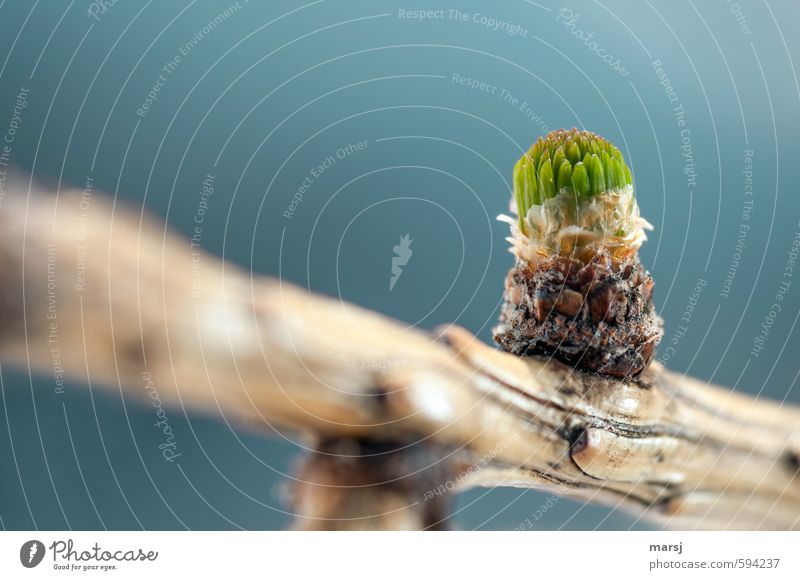 Das erste Grün Natur Pflanze Himmel Frühling Schönes Wetter Baum Grünpflanze Wildpflanze Lärchenknospe Ast Wachstum frisch gigantisch natürlich neu saftig blau