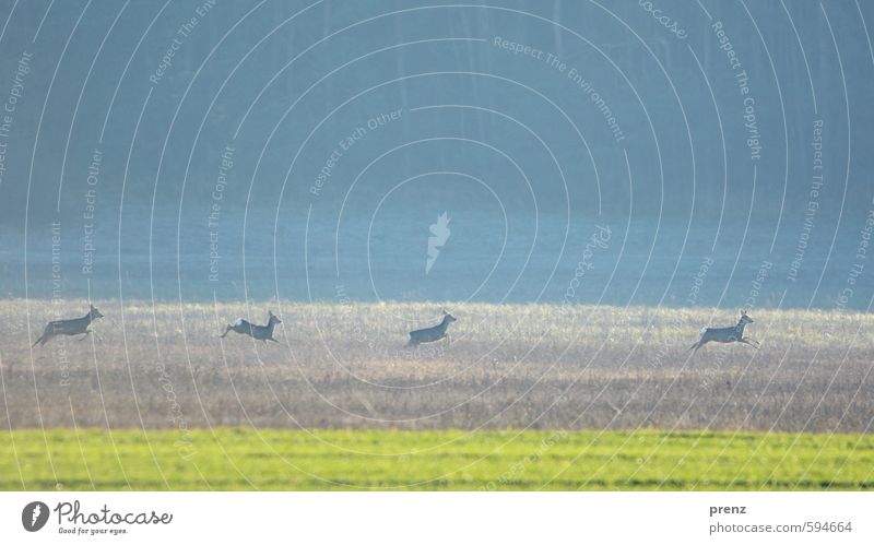 Vier Rehe Umwelt Natur Landschaft Tier Wildtier 4 Tiergruppe blau grün springen Flucht Farbfoto Außenaufnahme Menschenleer Textfreiraum oben Tag Unschärfe