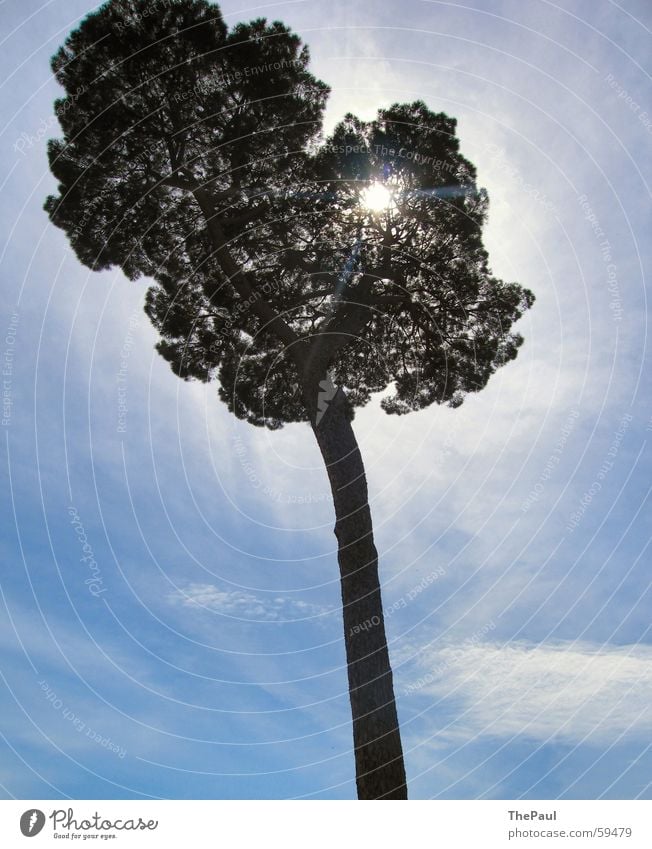 Strahlender Baum groß Wolken Licht Außenaufnahme Gegenlicht Natur Himmel blau Sonne Baumstamm Freude Schatten Lichtstrahl Aura