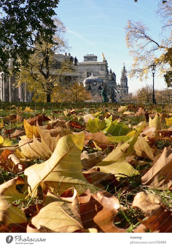 Dresdner Herbst Blatt Dresden brühlsche terasse