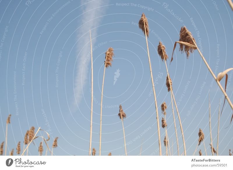 in den Himmel Kondensstreifen Feld Schilfrohr Wiese Wolken Außenaufnahme blau Getreide Natur Freiheit Dynamik Ferne