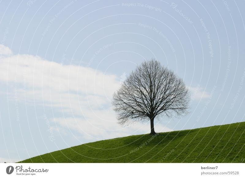 blattloser Baum im Frühling Hügel Wiese Gras Wolken grün Ast Himmel blau