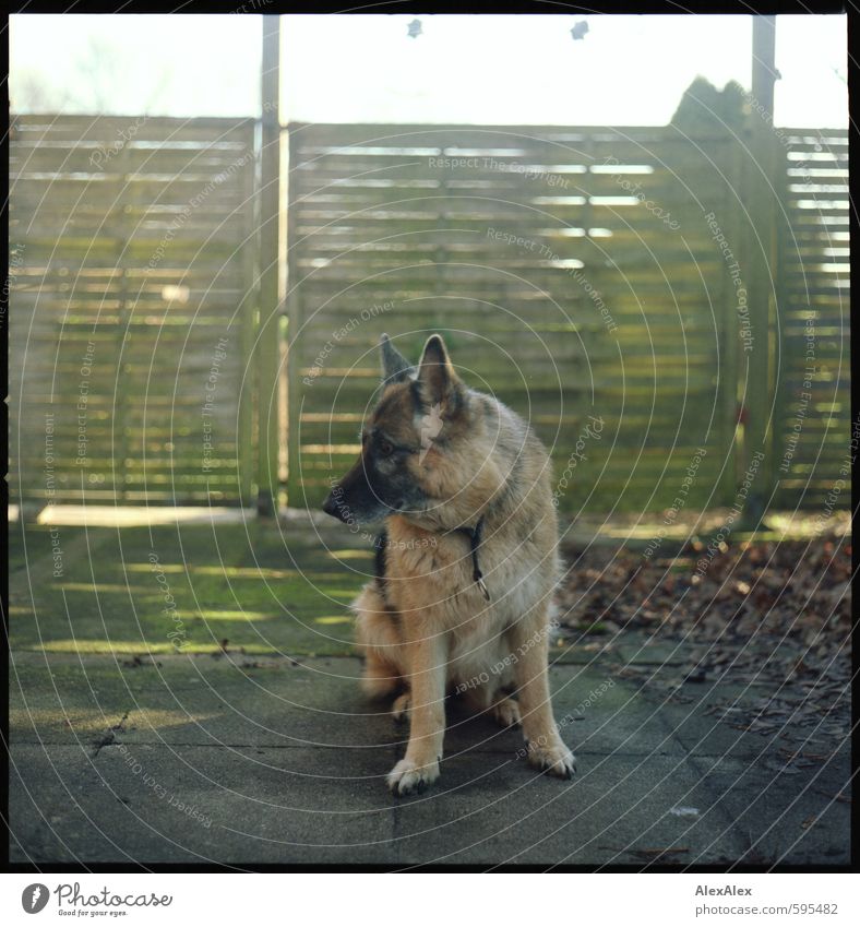 Hund Holly Herbst Pflanze Haustier 1 Tier Blick sitzen träumen blond authentisch kuschlig natürlich trist feminin Coolness Vertrauen Sympathie Tierliebe