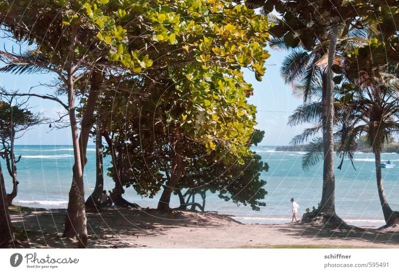 Hängemattenvorrichtung Natur Landschaft Pflanze Baum Grünpflanze exotisch Wellen Strand Riff Meer Insel grün türkis Strandleben Strandanlage Palme Palmenwedel