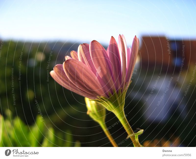 Im Namen der Tulpe Blume Gebäude Makroaufnahme Brennpunkt