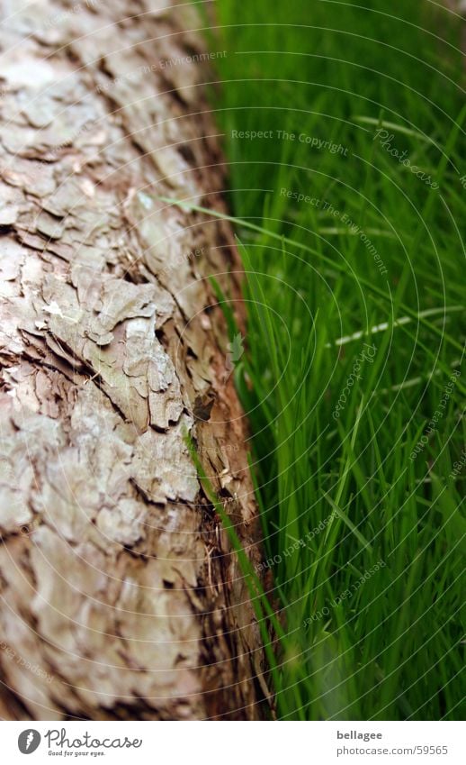 Baum&Gras Baumstamm Baumrinde braun grün frisch