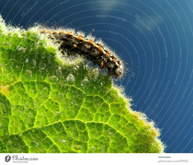 am Blattrand Am Rand Insekt Härchen Licht Sonnenaufgang Frühling Raupe aderung Wassertropfen Seil