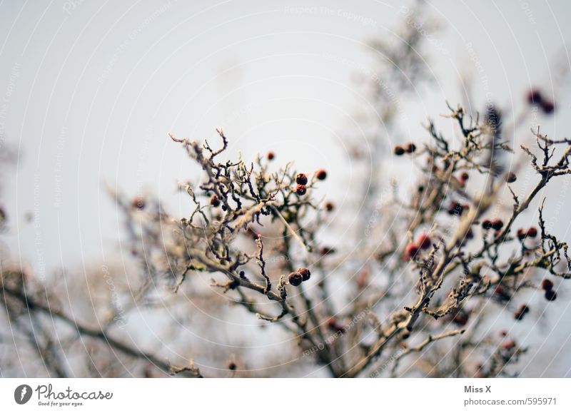 und wieder Winter Eis Frost Baum Sträucher kalt Raureif gefroren Ast Zweige u. Äste Beeren Beerensträucher Farbfoto Gedeckte Farben Menschenleer