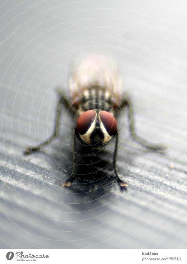 fliege macht pause Insekt ruhen Tier Makroaufnahme Facettenauge Fliege Flügel sitzen warten Auge facetten Beine