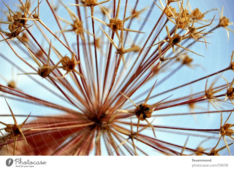 ...überwintert... Blüte Pflanze trocken getrocknet Blume überwintern Samen