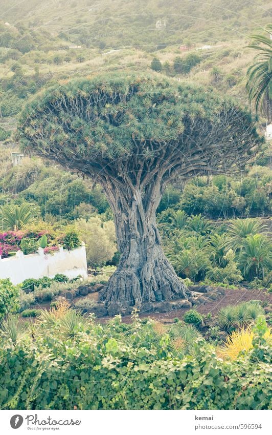 Drago Umwelt Natur Landschaft Pflanze Sommer Schönes Wetter Baum Blatt Grünpflanze Drachenbaum Baumstamm Ast Zweig Park alt gigantisch groß Kraft Würde Farbfoto