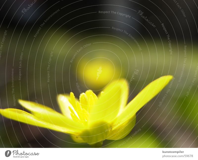 SonnenStrahlen Blume gelb Wiese grün Gras Frühling Sommer Makroaufnahme Tier Sonnenstrahlen Wand Bauernhof Sumpf gestrüp Garten Natur Nationalpark