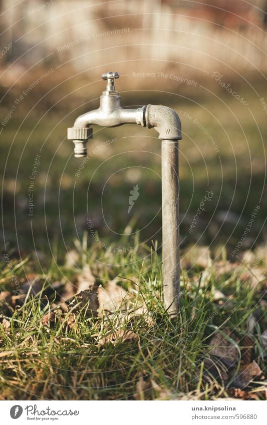 wasserlassen Blatt Garten Wiese stehen nass grau grün Wasserhahn Farbfoto Gedeckte Farben Außenaufnahme Detailaufnahme Menschenleer Textfreiraum oben