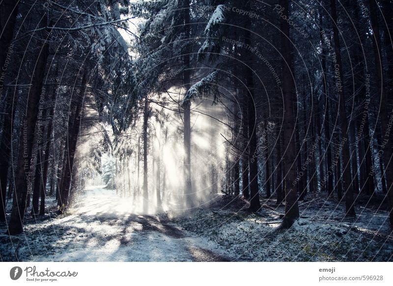 übersinnlich Umwelt Natur Landschaft Pflanze Winter Schnee Schneefall Baum Wald kalt natürlich blau Farbfoto Gedeckte Farben Außenaufnahme Menschenleer Tag