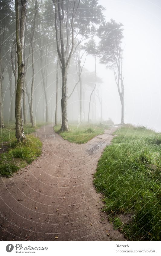 Wege Strand Meer Natur Sand Sommer Baum Gras Wald Ostsee braun grün weiß Nebelschleier Gespensterwald Farbfoto Außenaufnahme Textfreiraum rechts