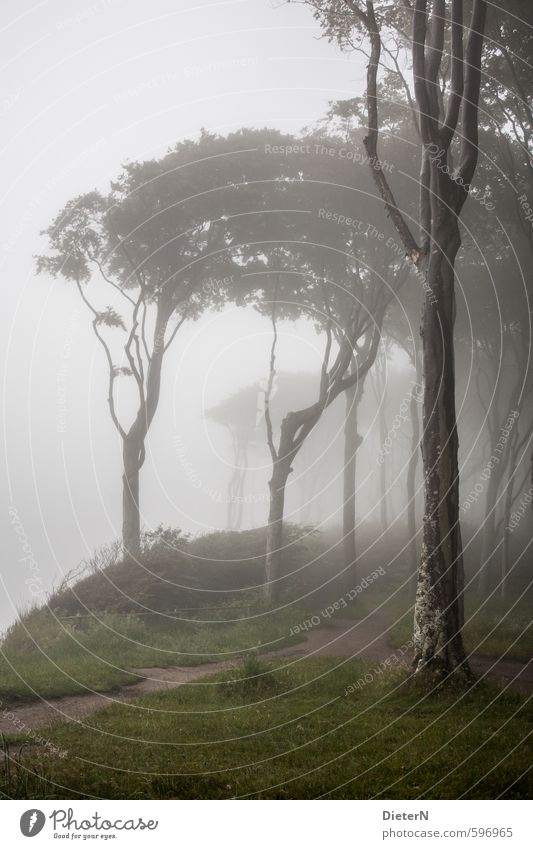 Wege III Landschaft Sand Luft Sommer Klima Nebel Baum Gras Sträucher Wiese Wald Ostsee grau grün Gespensterwald Nebelschleier Farbfoto Außenaufnahme