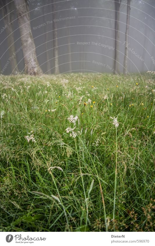 Wald & Wiese Sommer Nebel Baum Gras Ostsee grau grün weiß Gespensterwald Nebelschleier Graswiese Farbfoto Menschenleer Textfreiraum oben Tag Froschperspektive