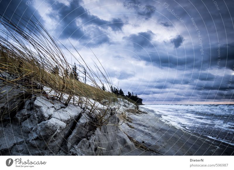 Sturm Landschaft Erde Sand Wasser Himmel Wolken Gewitterwolken Horizont Winter Wetter Wind Baum Gras Ostsee Meer blau braun weiß Farbfoto Außenaufnahme