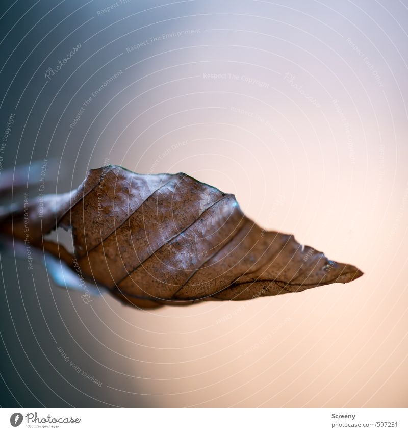 Wandel der Zeit Natur Herbst Winter Baum Blatt Wald alt trocken braun grau Stimmung geduldig ruhig Hoffnung Senior Gelassenheit Zufriedenheit Leben Schwäche