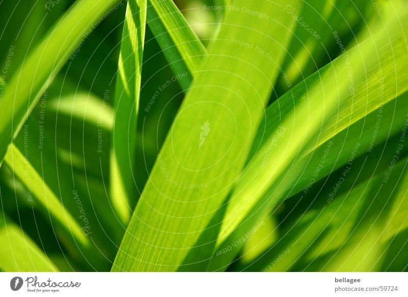 es grünt... Gras Wiese Halm Blatt Außenaufnahme Licht Sommer Frühling saftig Strukturen & Formen Lampe Rasen Lust