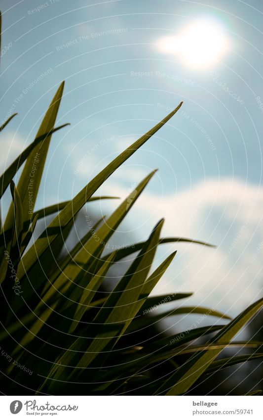 gras Gras Licht grün schlechtes Wetter Einsamkeit Himmel balu Verkehrswege aufwärts Außenaufnahme