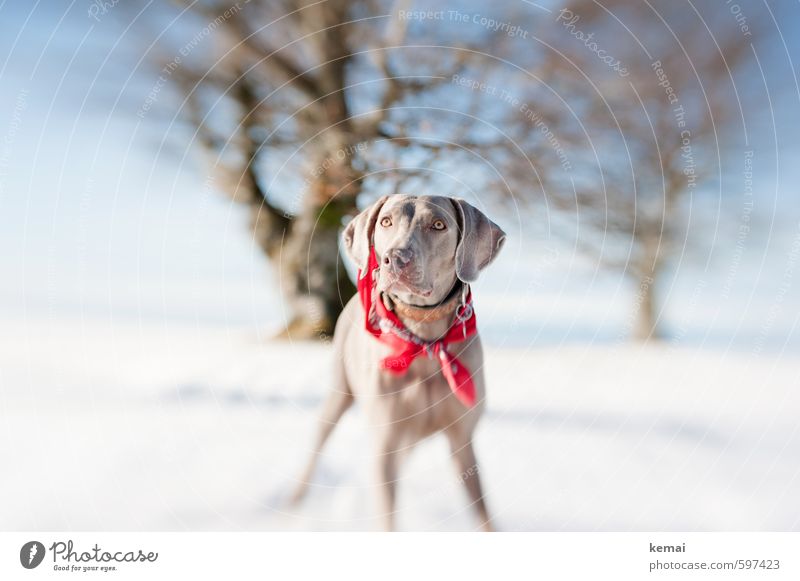 Tia Umwelt Natur Landschaft Himmel Sonne Sonnenlicht Winter Schönes Wetter Eis Frost Schnee Baum Halstuch Tier Haustier Hund Weimaraner 1 Blick stehen warten