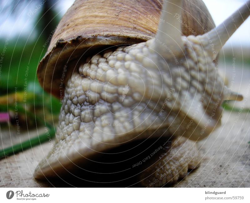 Rennschnegge Weinbergschnecken Fühler Schleim Gras grün langsam anbiedern krabbeln grau braun Makroaufnahme Nahaufnahme Schnecke Garten Natur Bewegung garden