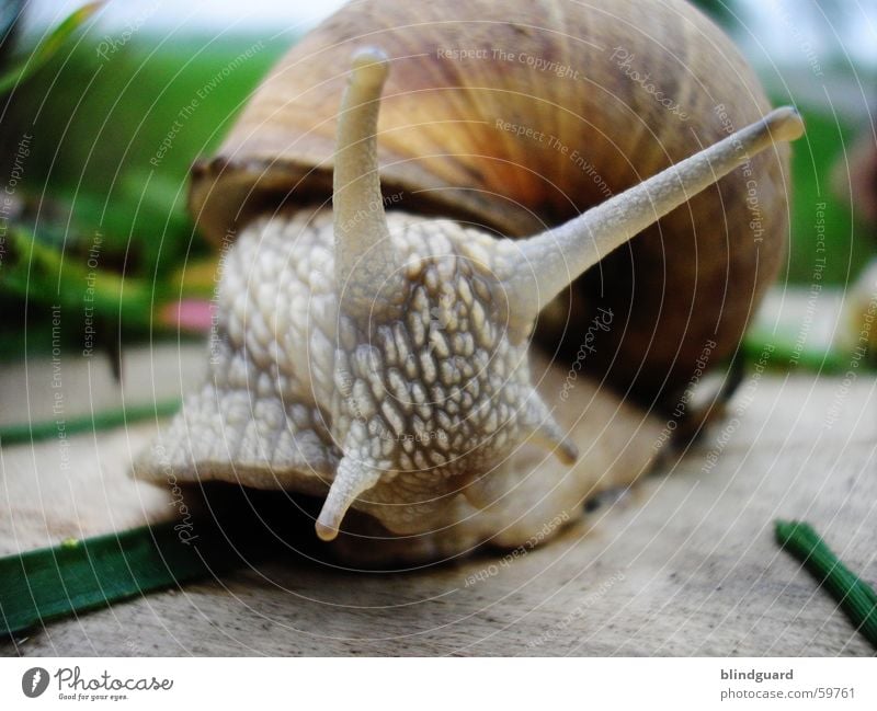 Wer bist du denn? Weinbergschnecken Fühler Schleim Gras grün langsam anbiedern krabbeln grau braun Makroaufnahme Nahaufnahme Schnecke Garten Natur Bewegung