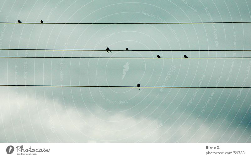 Im Pfrühlink kommen wieder ganz pfiele Pfögel gepflogen Vogel Elektrizität Draht aufgereiht Wolken Kabel Himmel sitzen