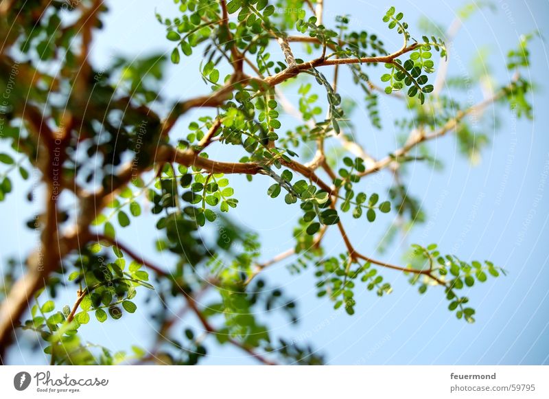 In den Himmel wachsen Baum Pflanze Blatt grün Baumstamm Ast Zweig sapling twig branch blue