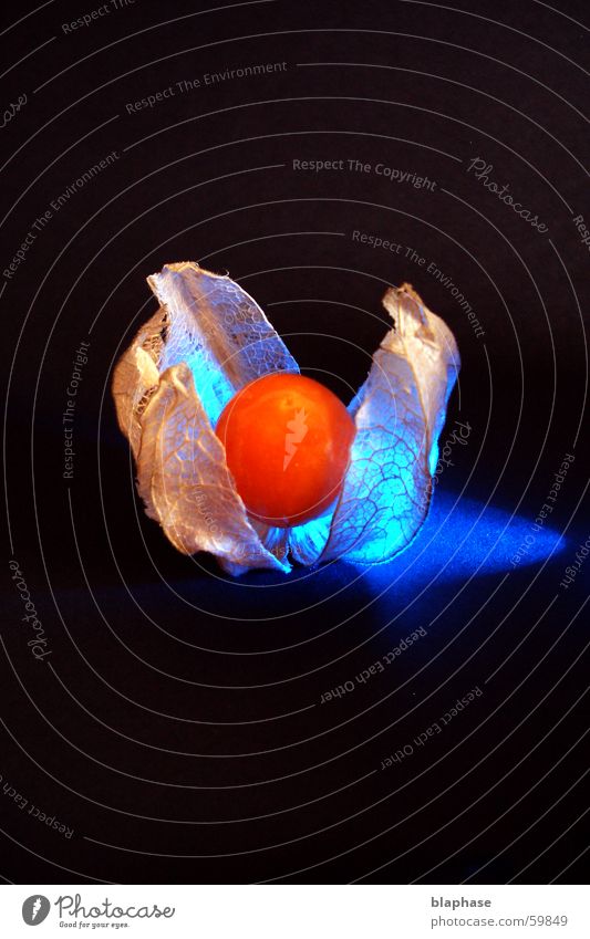 Physalis blue Ernährung Lampionblume schwarz träumen Stillleben arrangiert blau Frucht exotisch physialis phisalis orange Makroaufnahme Nahaufnahme