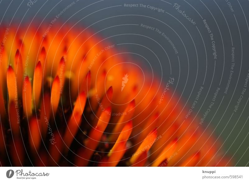 in Reih und Glied Umwelt Natur Sonne Sonnenlicht Frühling Sommer Schönes Wetter Pflanze Blume Blüte exotisch Blühend außergewöhnlich Duft frisch nah natürlich