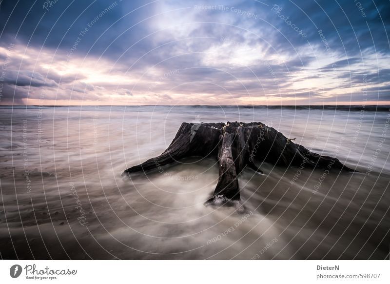 Reste Natur Wasser Himmel Wolken Sonnenaufgang Sonnenuntergang Wind Baum Küste Strand Ostsee blau schwarz weiß Langzeitbelichtung Farbfoto Textfreiraum links