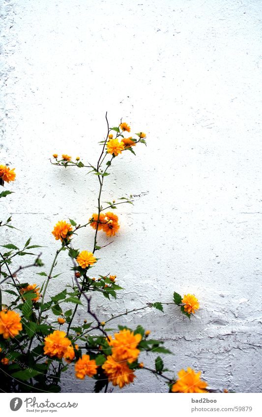 Mauerblümchen Blume Blüte Pflanze grün gelb Ranke Wachstum flower Natur Zweig