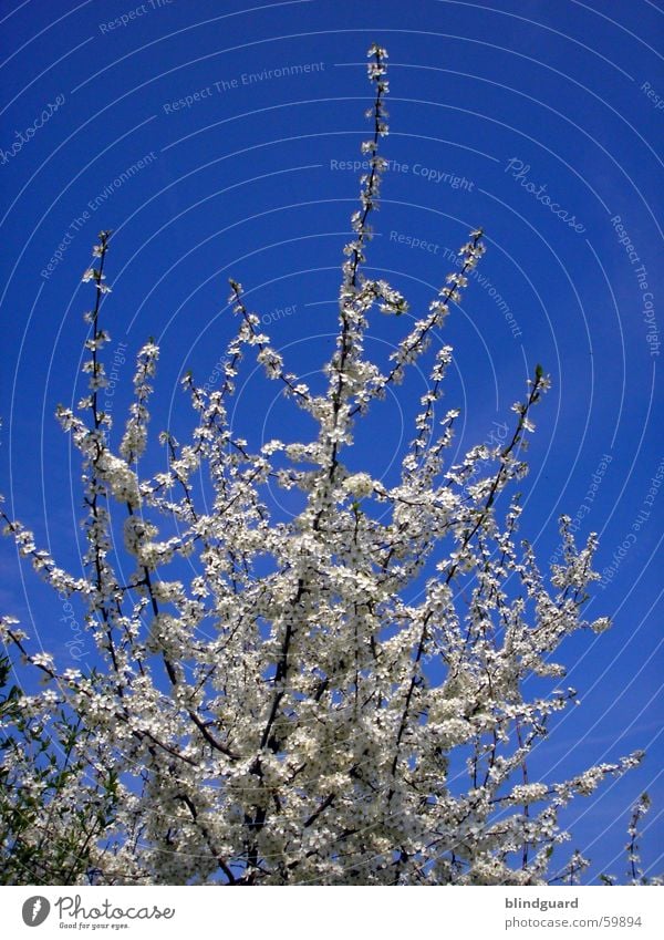 Blütentraum weitergeträumt Frühling azurblau springen Himmel Ast flower sky blue