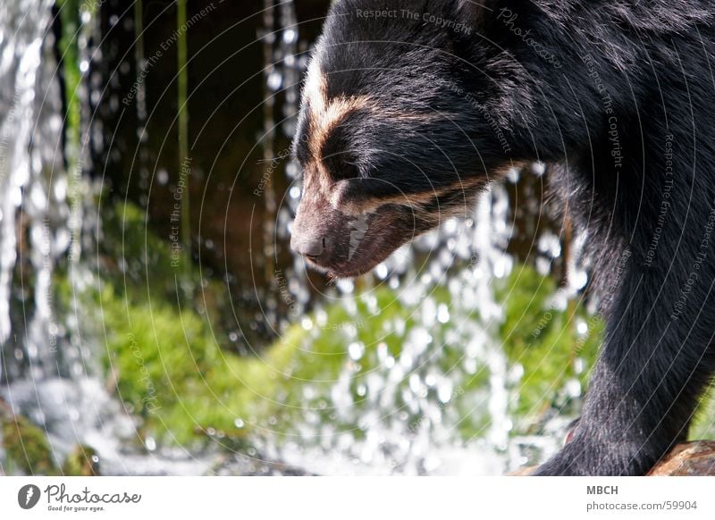 Bär am Wasser Tier grün schwarz weiß Schnauze Fell wasse Sonne Bewegung Nase