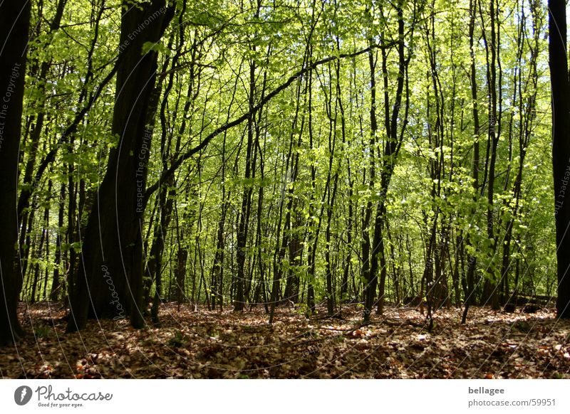 frühlingswald Wald Frühling grün braun Baum Blatt frisch ruhig Licht Bodenbelag neu alt friedlich Ast Blütenknospen Außenaufnahme