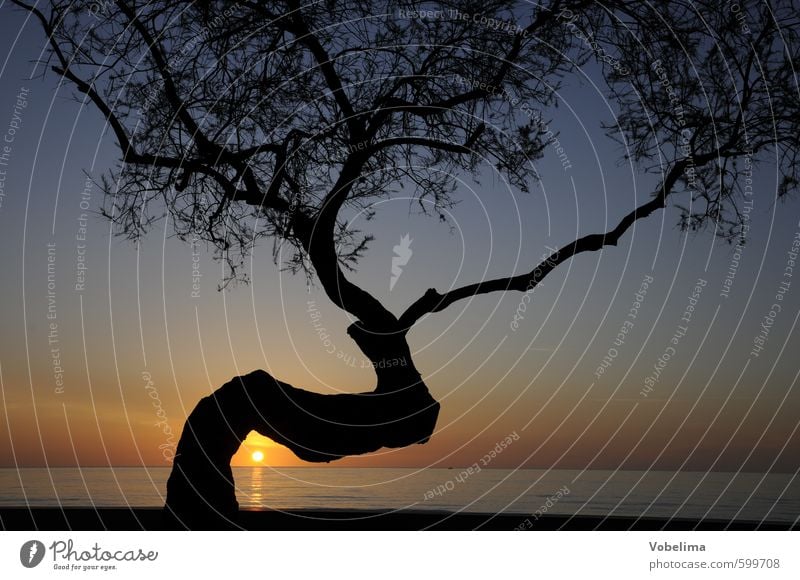 Baum bei Sonnenaufgang Meer Natur Landschaft Luft Wasser Himmel Wolkenloser Himmel Sonnenuntergang Schönes Wetter Küste blau mehrfarbig gelb gold rot schwarz