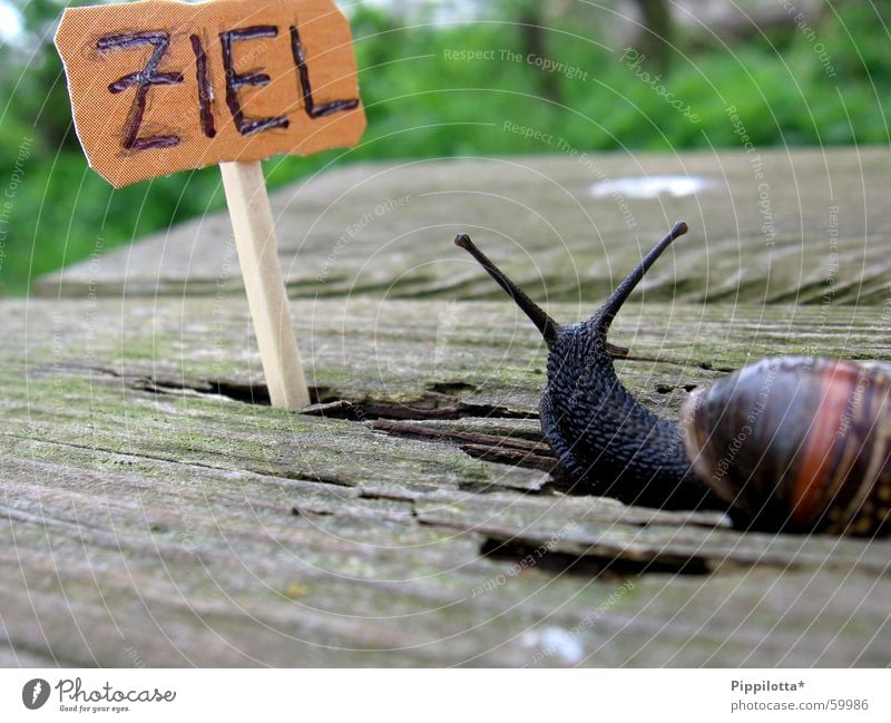 eine schnecke... langsam klein Holz untergehen Streichholz grün Schnecke Ziel Bank Erfolg Schilder & Markierungen Natur Stolz Wege & Pfade Suche